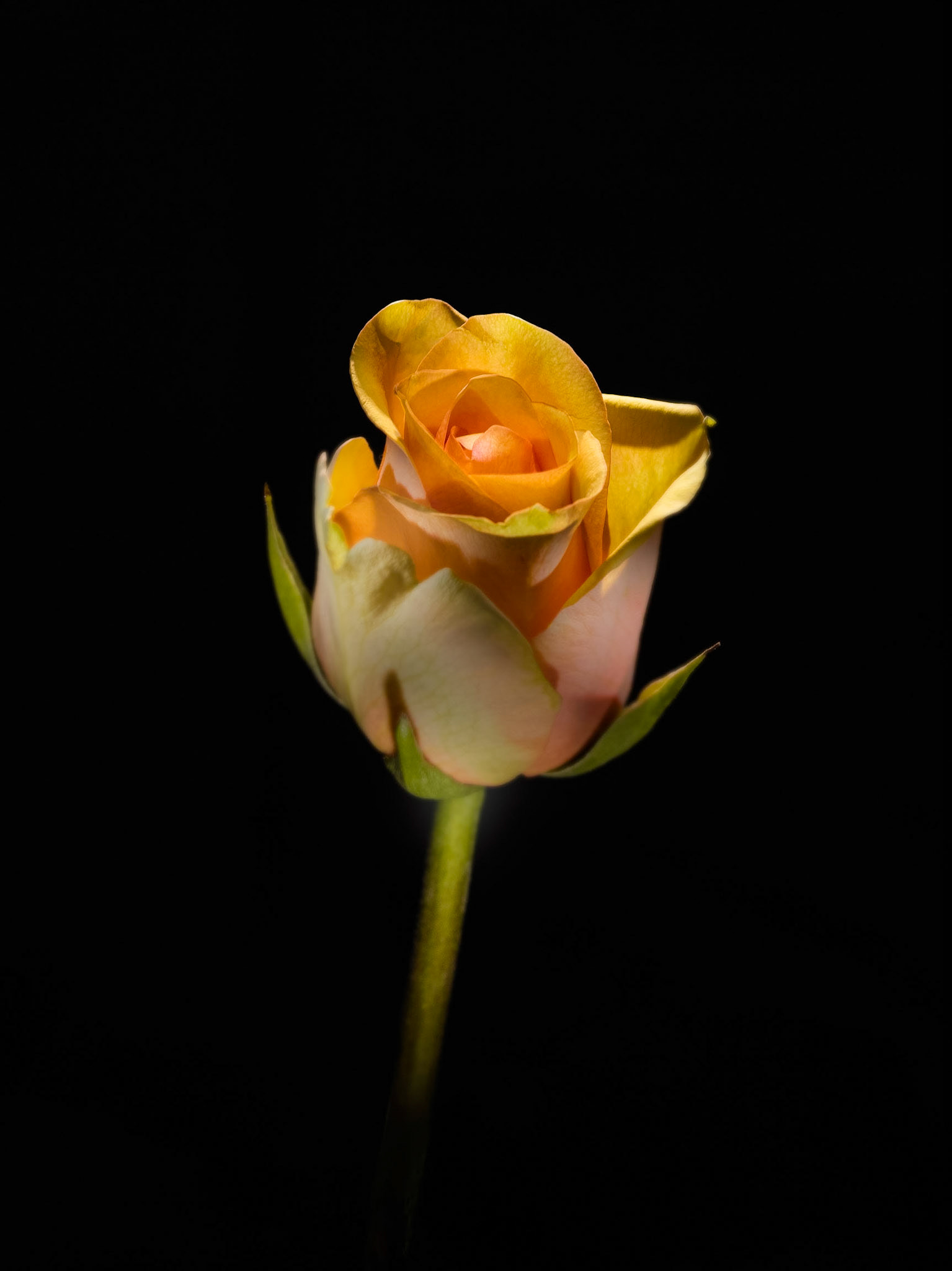 A still life portrait of a yellow rose lit with studio lighting against a black background.