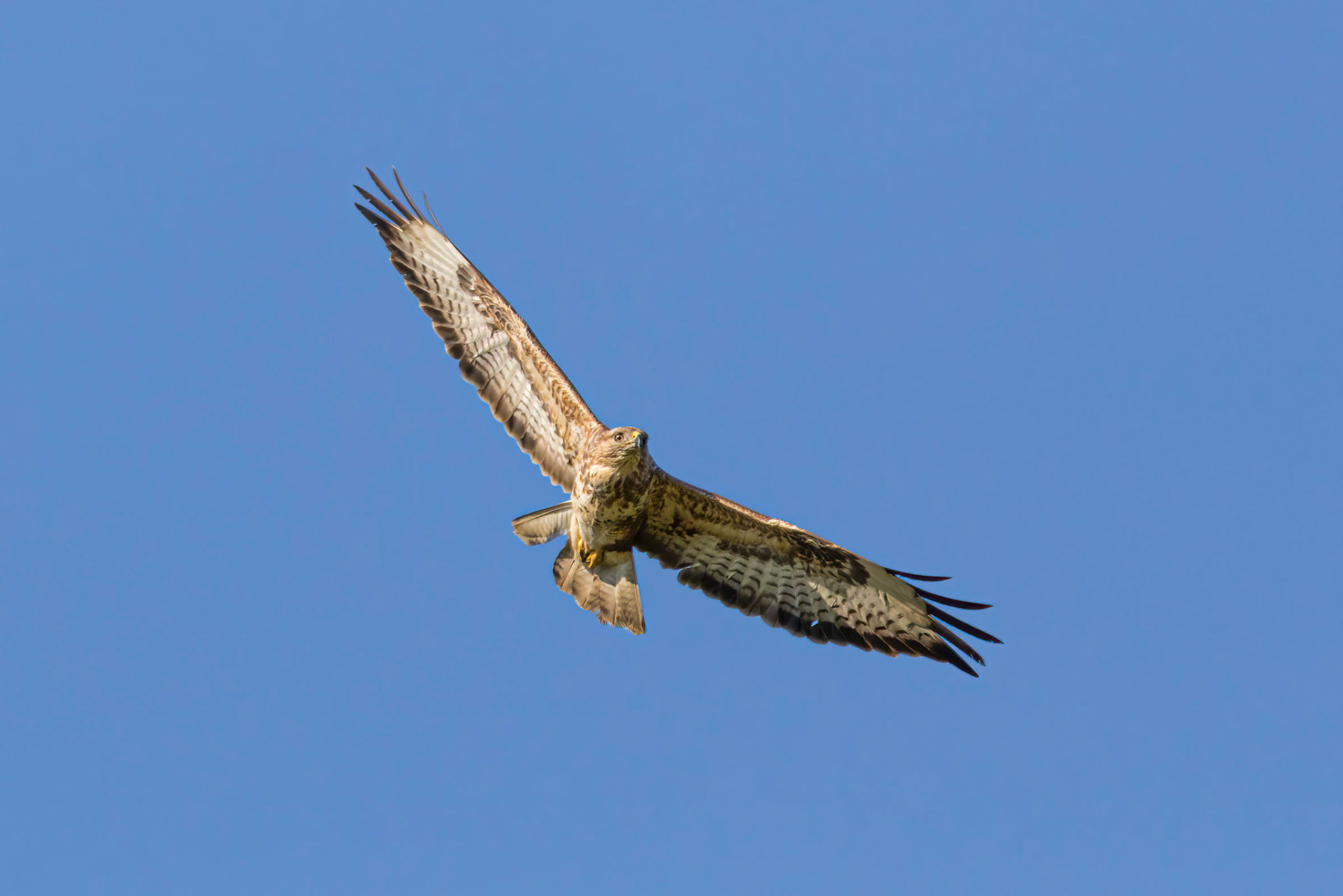 A Buzzard takes flight in search of prey.