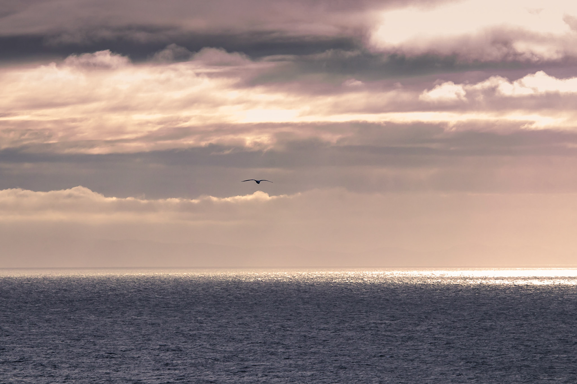 A lone seagull flies over Caernarfon Bay from The Range, Holy Island, Anglesey.