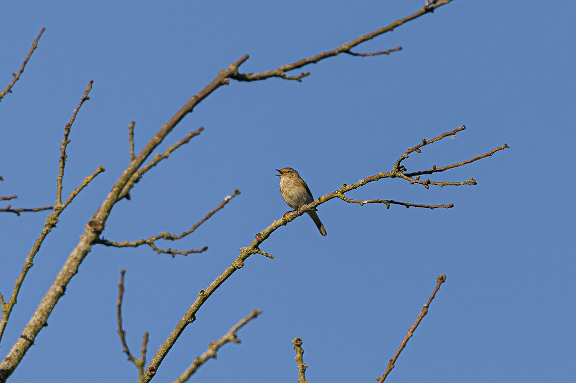 A Chiffchaff sings while perched on a tree branch.