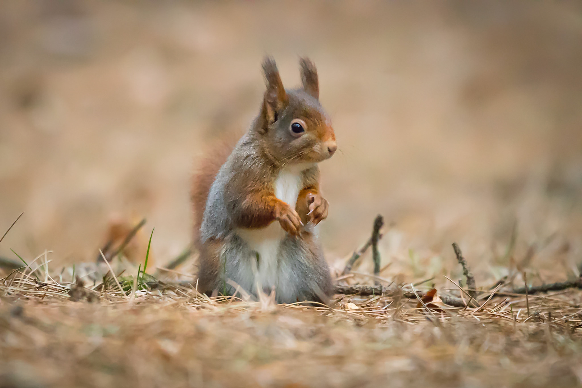 Red Squirrel searching for food on the woodland floor at Formby, England.