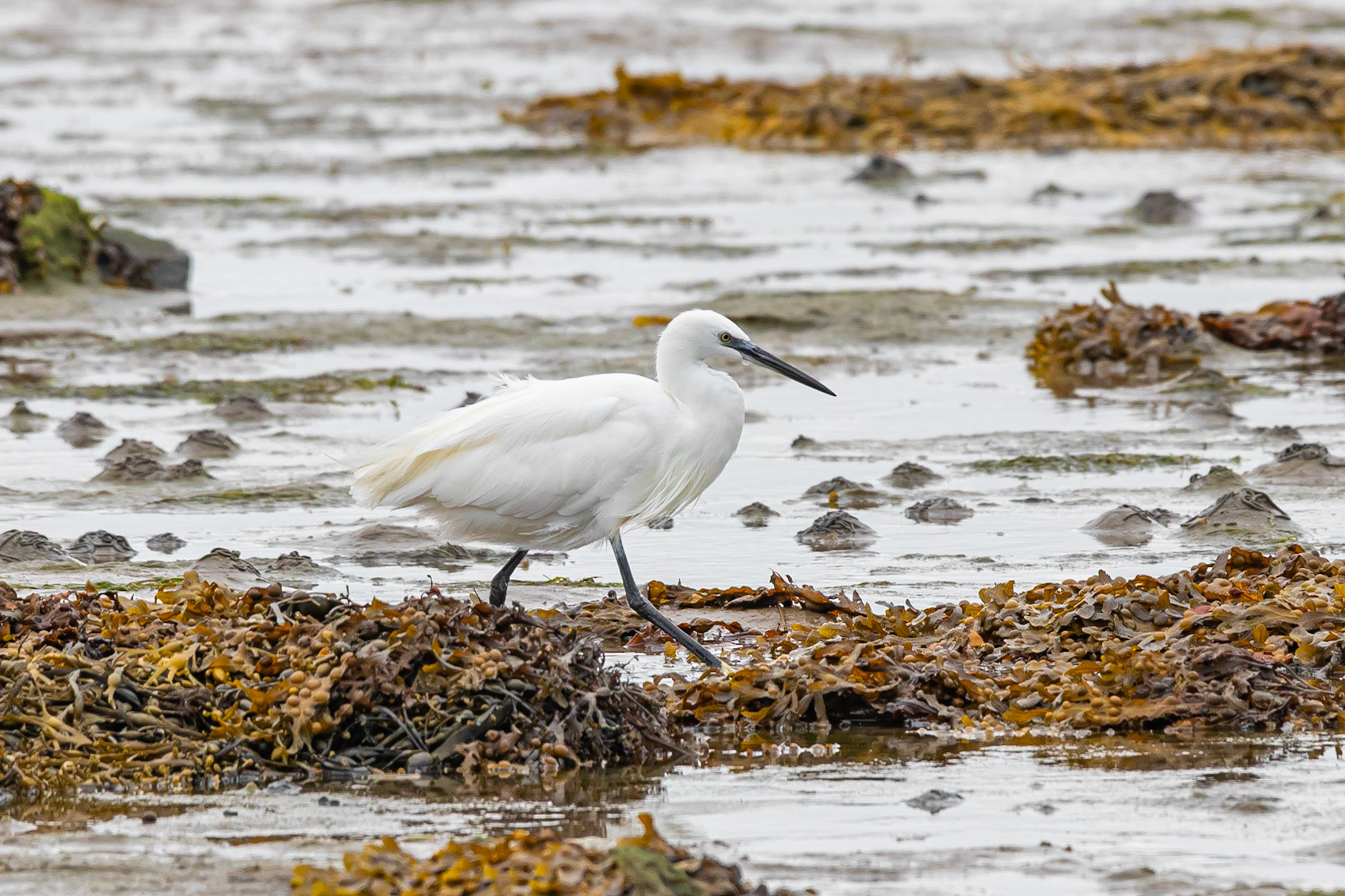 Little Egret searching for food at Penrhos Coastal Park.