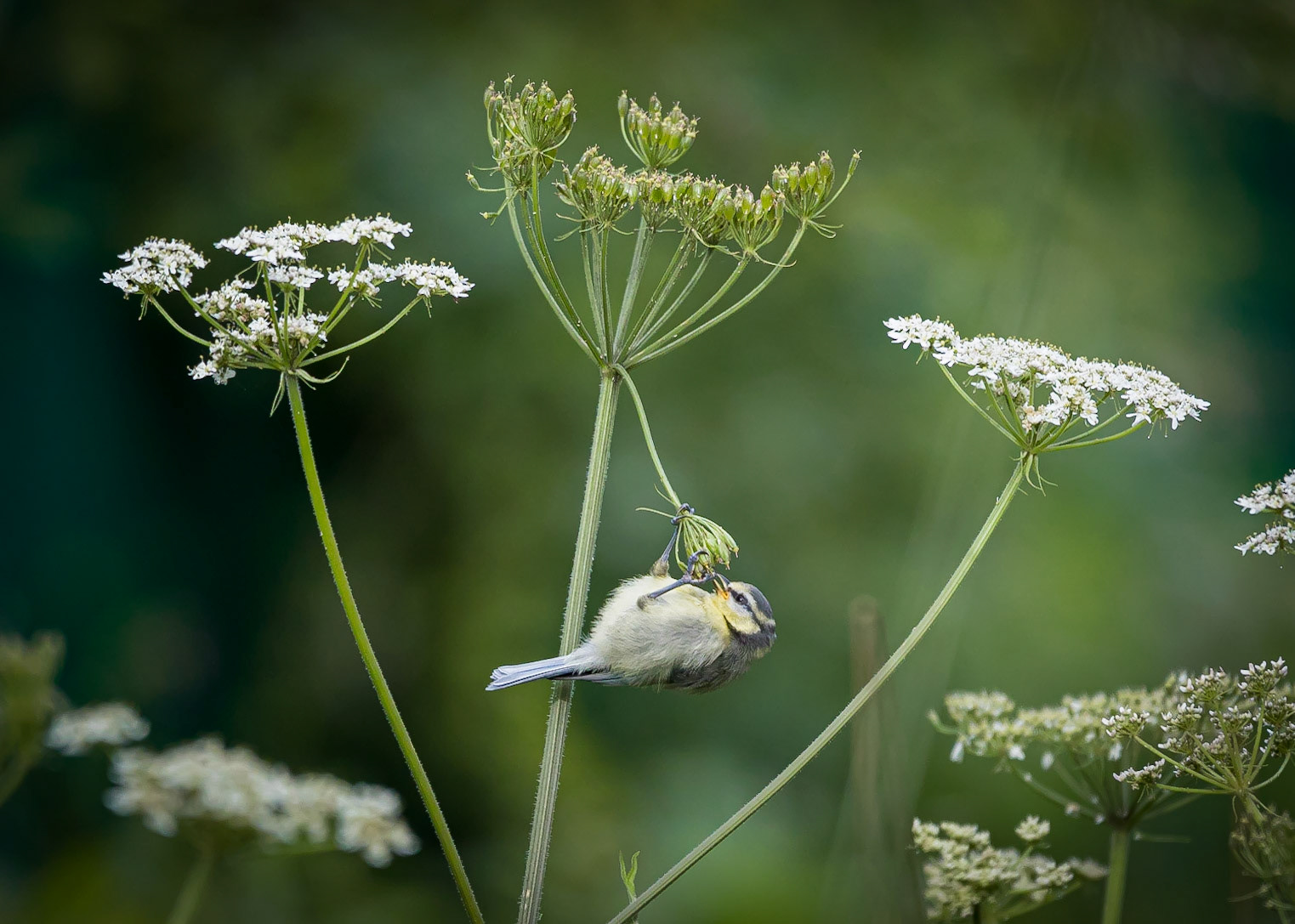 A juvenile Blue Tit hangs from Cow Parsley as it searches for insects.