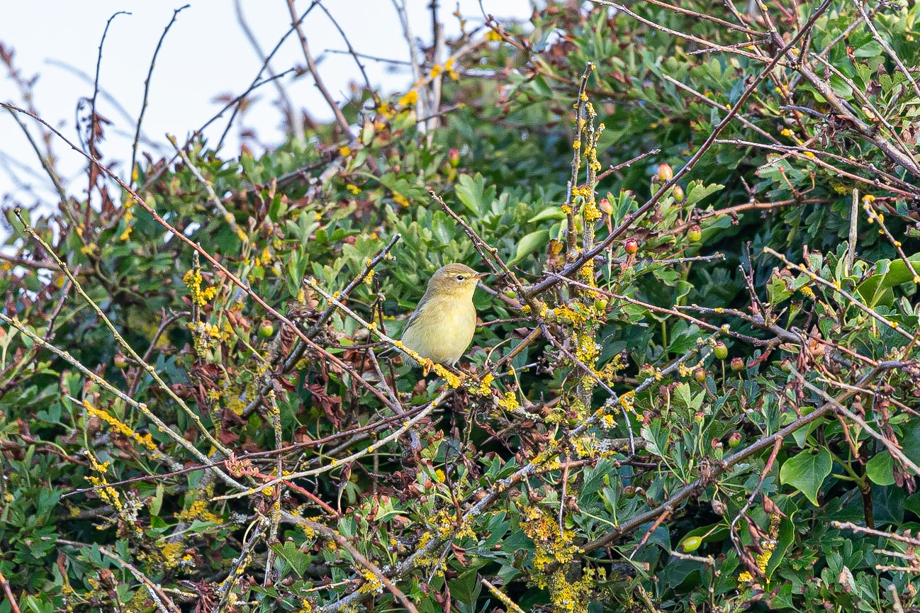 A Melodious Warbler perches in a Hawthorn tree at The Valley Of The Rocks, Porth Dafarch, Holy Island, Anglesey, Wales, United Kingdom.