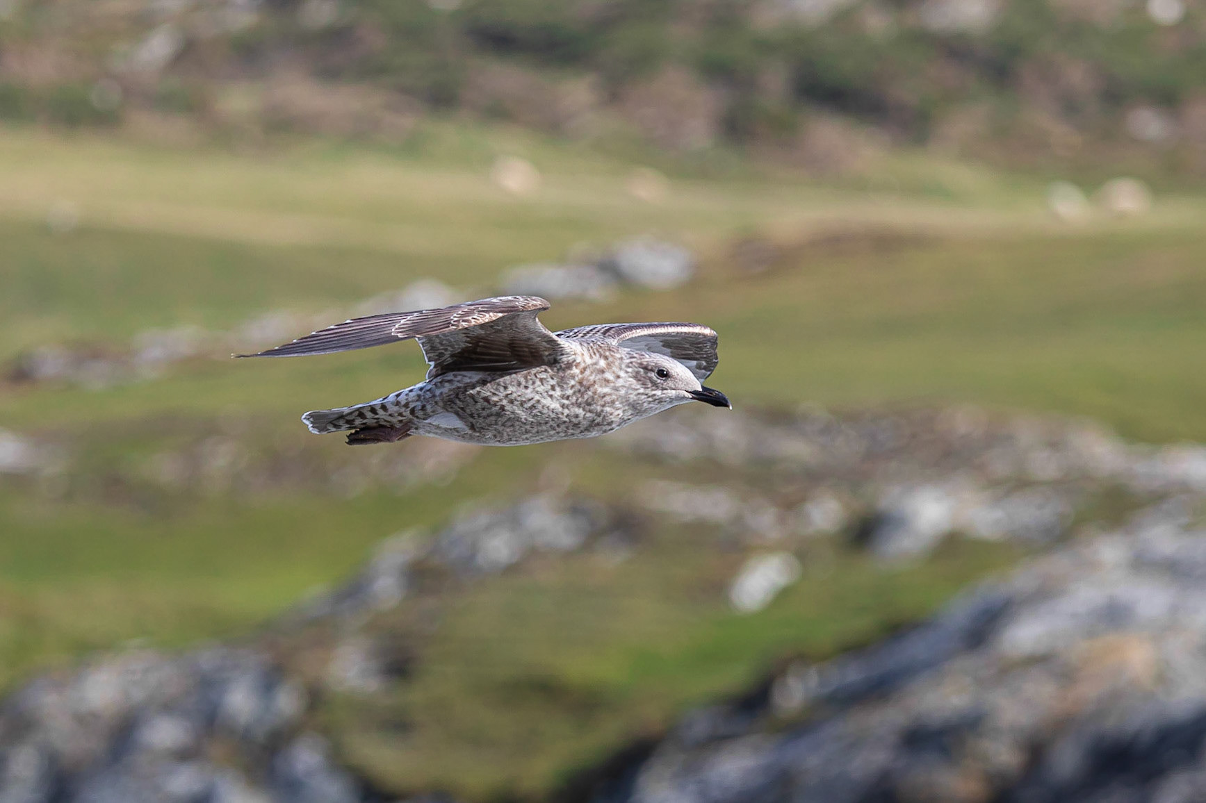 A juvenile Herring Gull in flight over Porth Dafarch beach, Holy Island, Anglesey, Wales, United Kingdom.