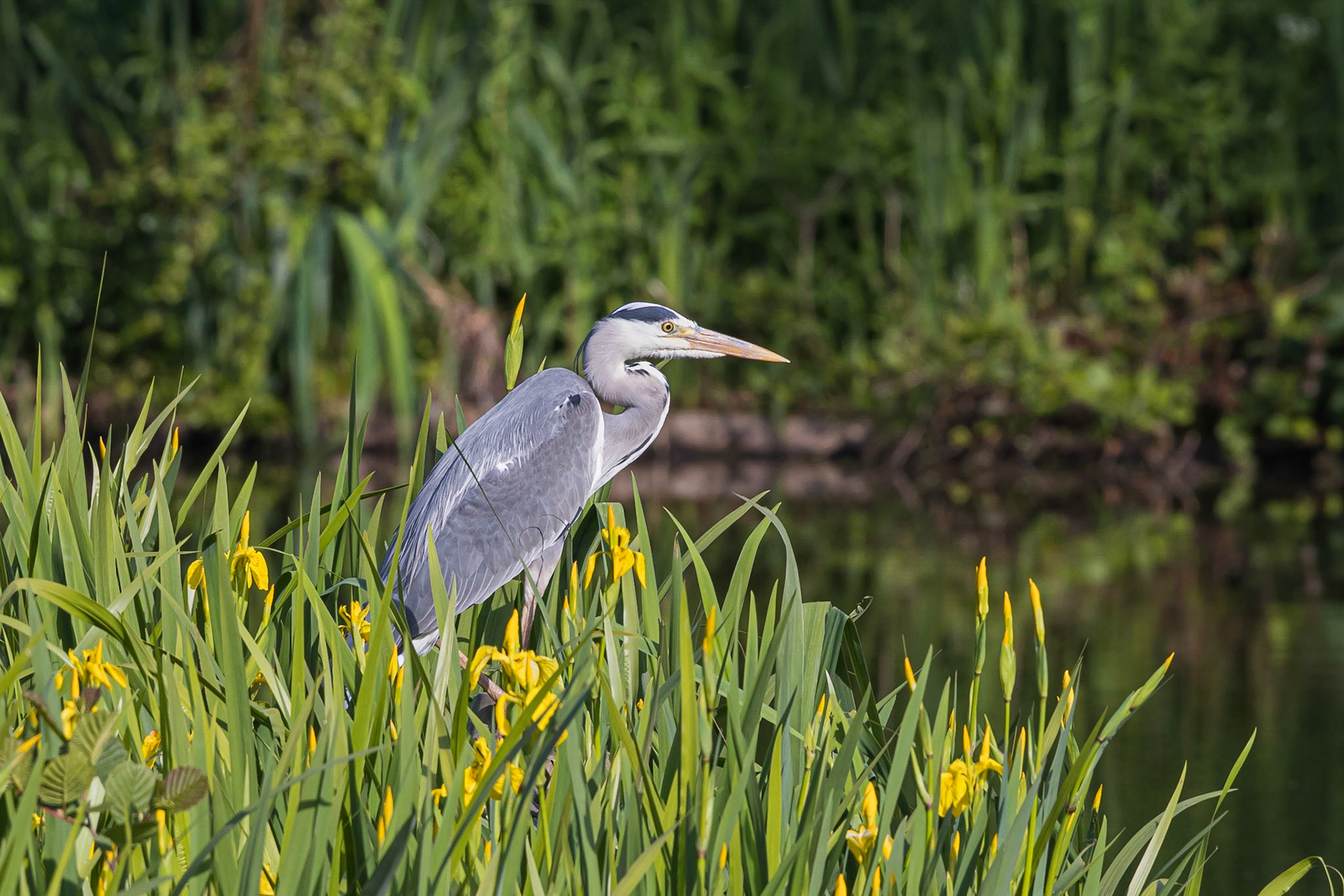 A Grey Heron waits by the pond side in a bed of Iris.