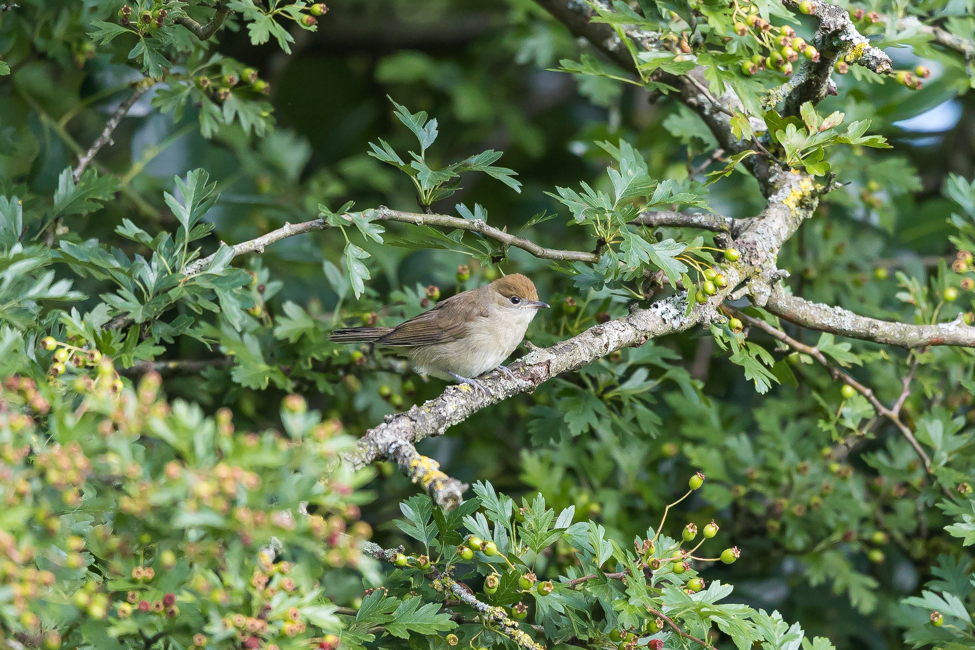 A female Blackcap perches on a branch in a hawthorn bush.