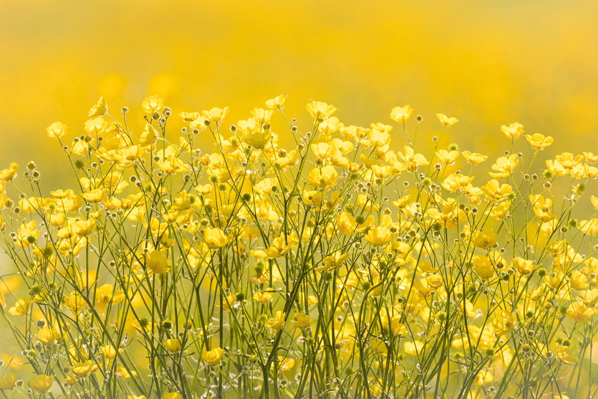 A field of Meadow Buttercups in the warm morning sun.