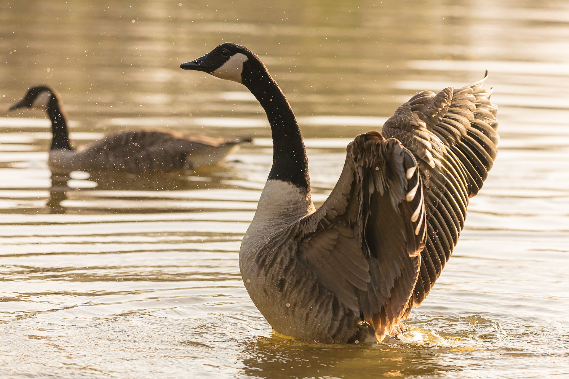 A Canada Goose enjoys a bath in the morning sun.
