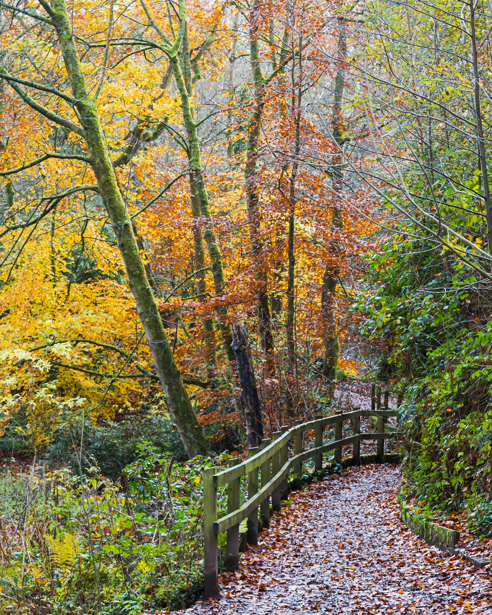 An autumn walk at Lymm Dam, Cheshire