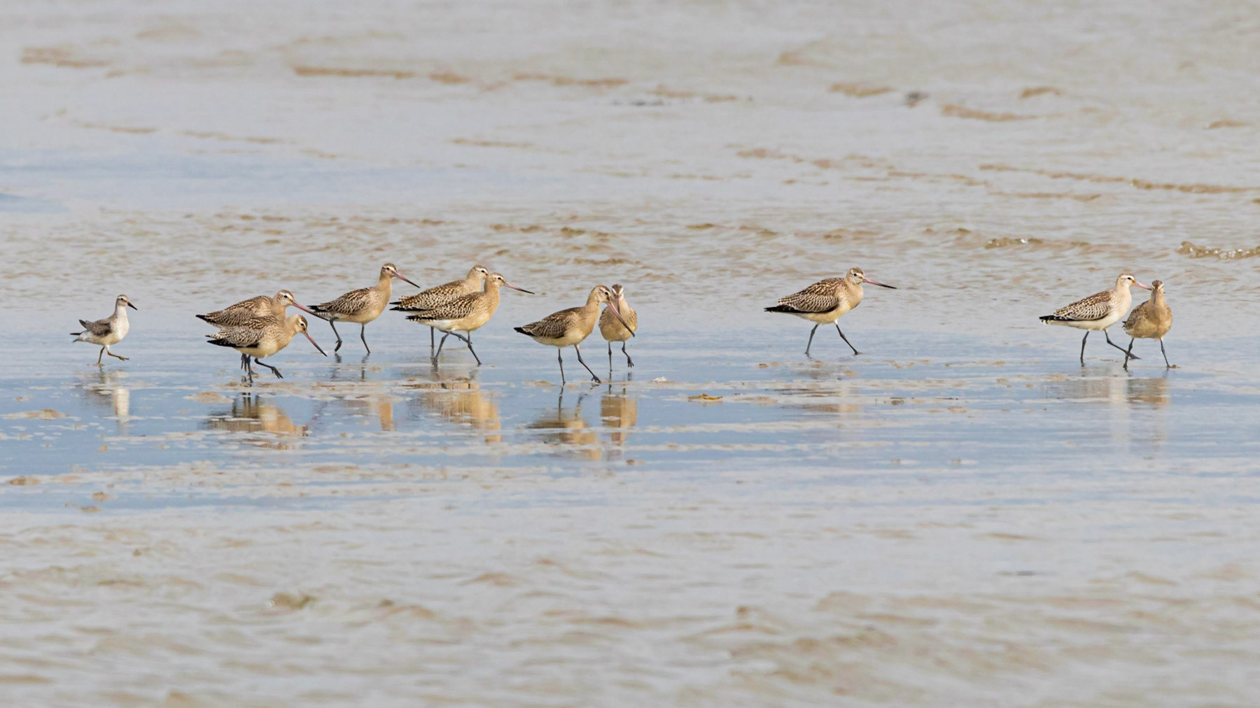 Black Tailed Godwits feeding at low tide at Penrhos Coastal Park, Holyhead, Anglesey, Wales.