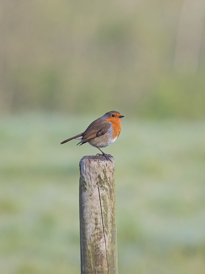 A Robin perches on a post on a chilly spring morning.