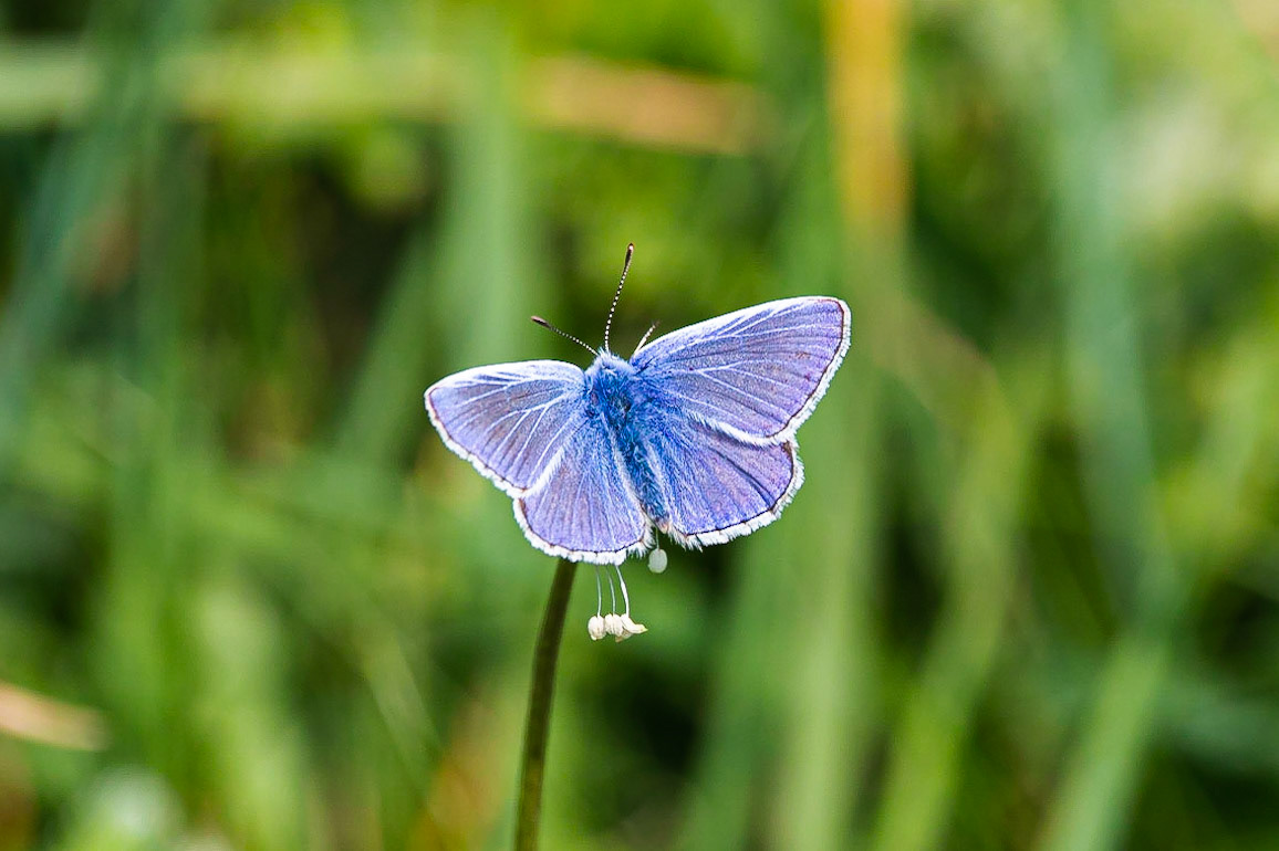 A Common Blue butterfly rests whilsts basking in the sun at Porth Dafarch, Holy Island, Anglesey, Wales, United Kingdom.