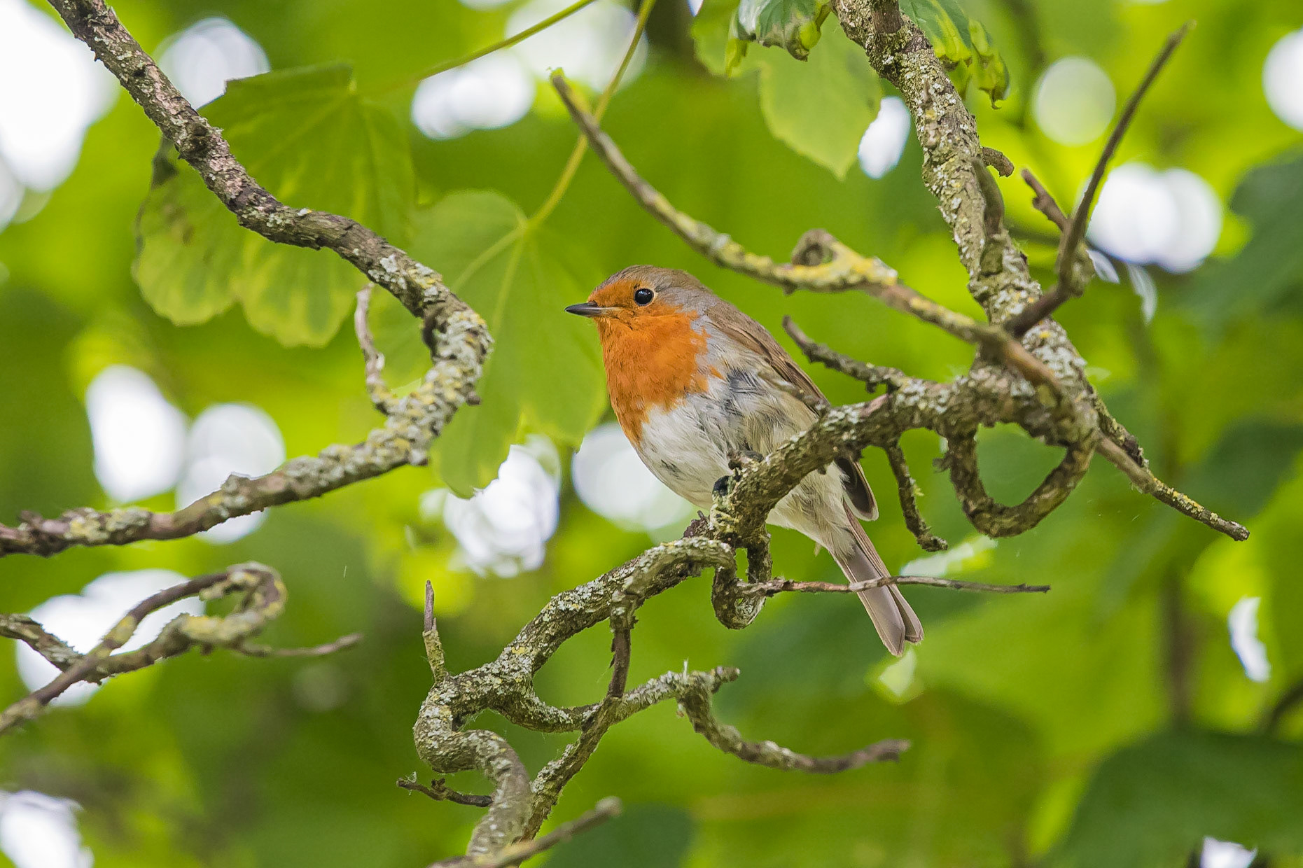 European Robin perched in a tree.