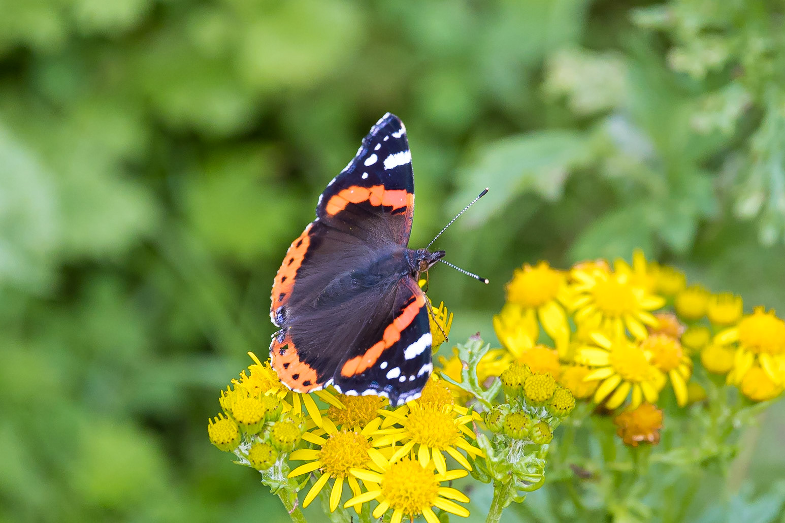 Red Admiral butterfly feeding on wild flowers at Porth Dafarch