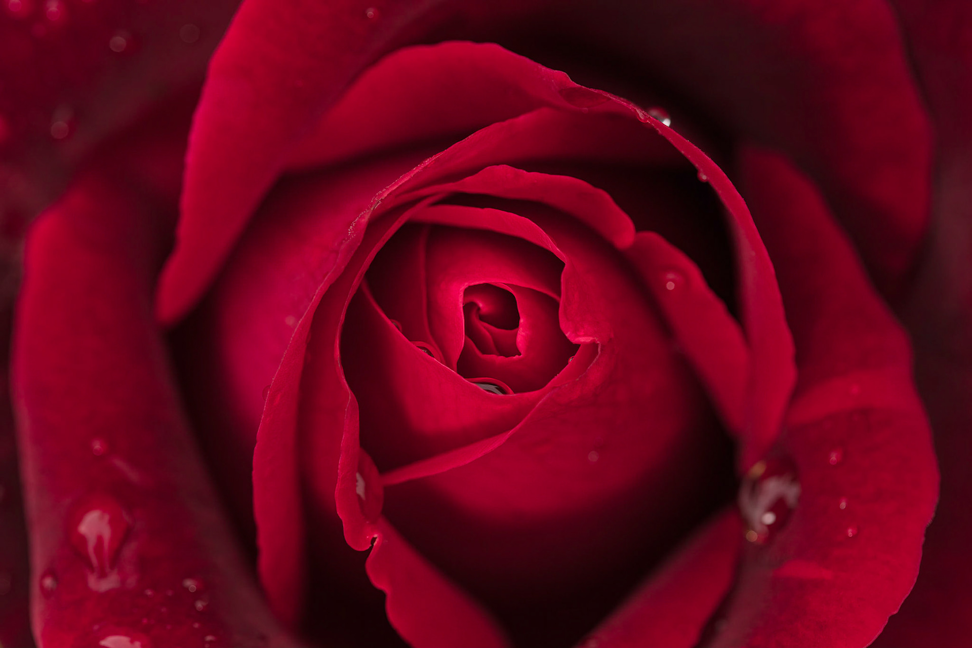 A close-up view of Rose 'Mr Nicholas'.