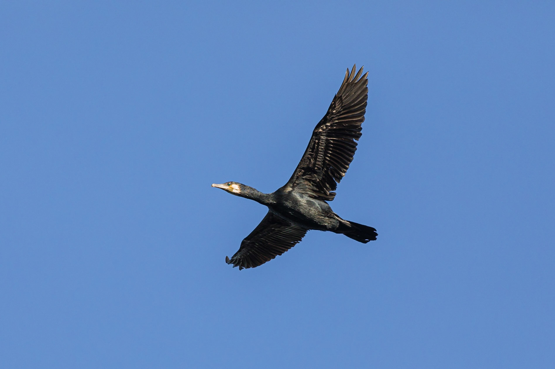 Common Cormorant in flight over the Manchester Ship Canal.
