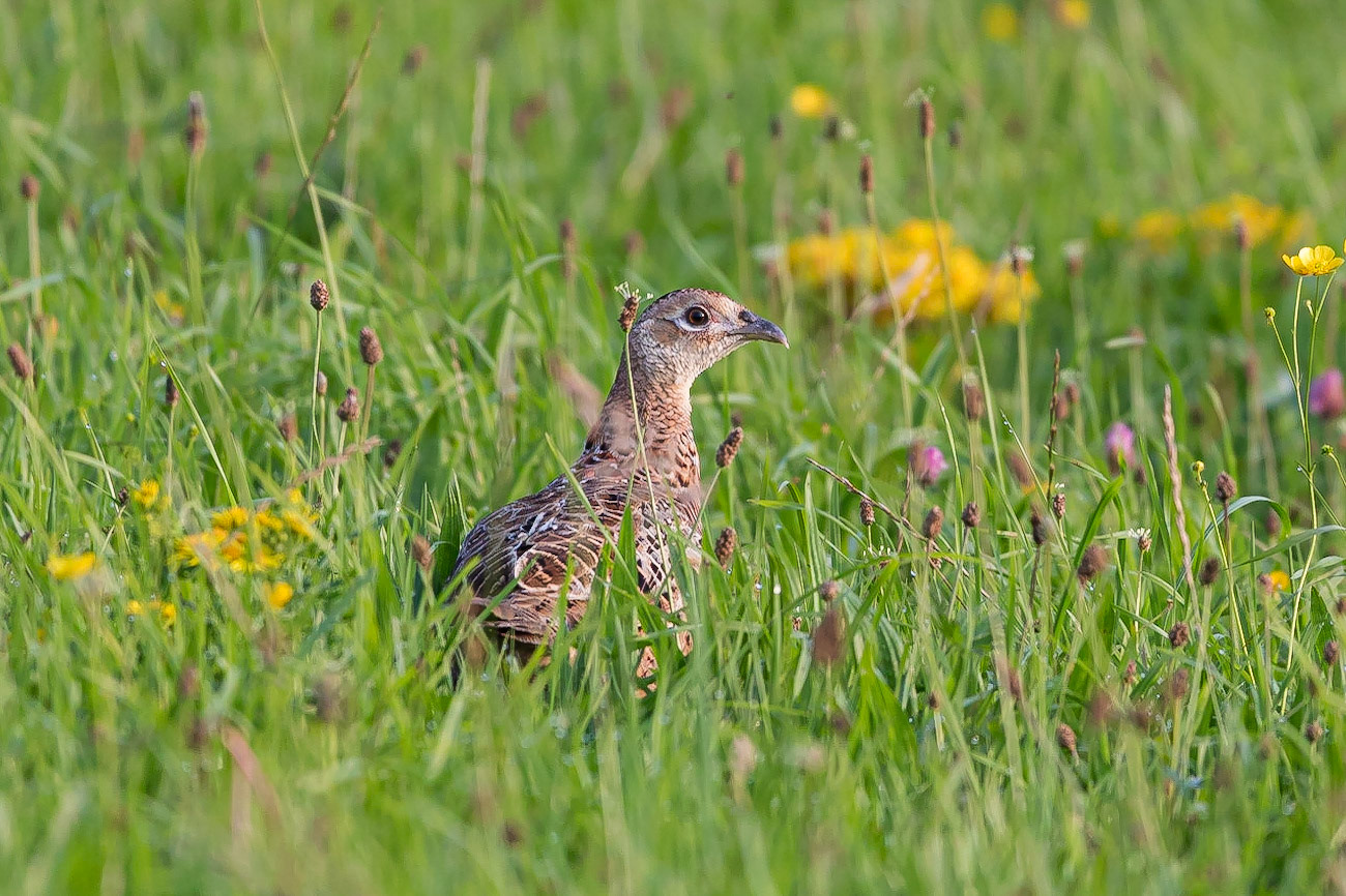 A female Pheasant in a field in the early morning at Porth Dafarch, Holy Island, Anglesey, Wales, United Kingdom.