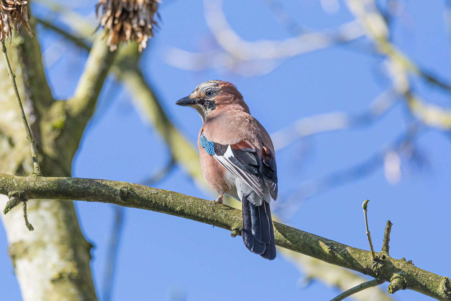 A Eurasian Jay perching a tree on a clear, sunny day.