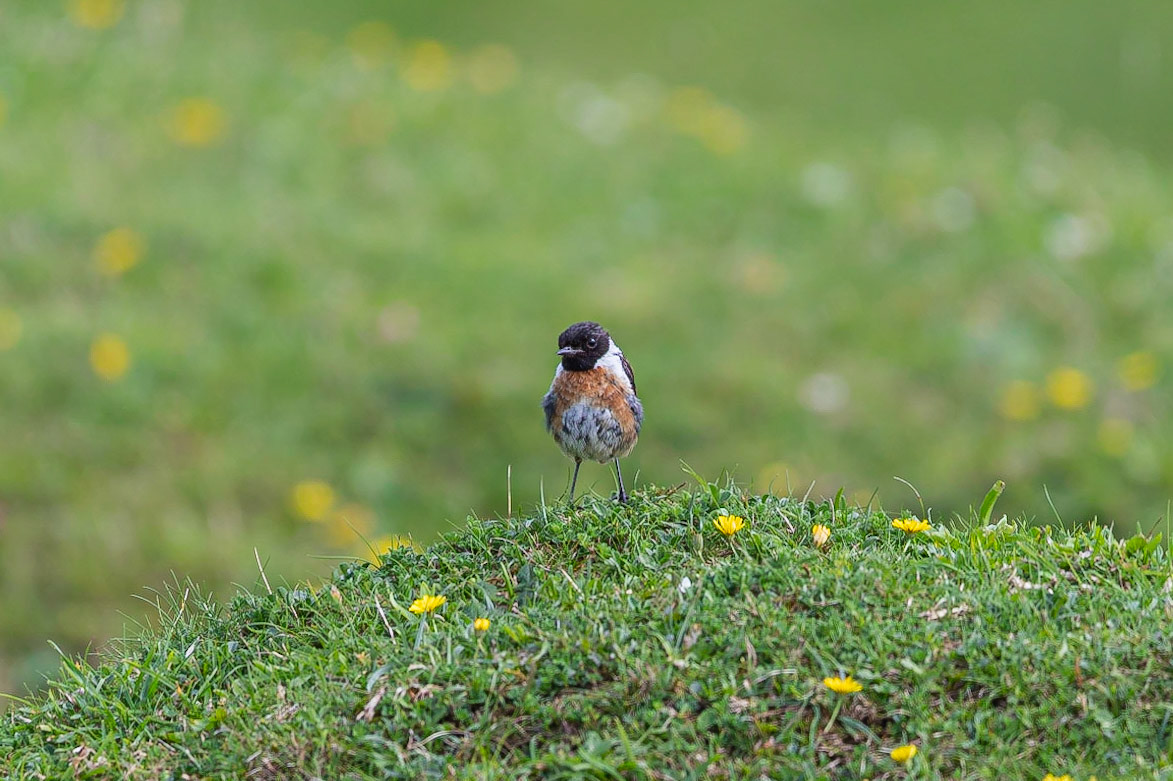 A Stonechat stands in a field at Porth Dafarch, Holy Island, Wales, United Kingdom.