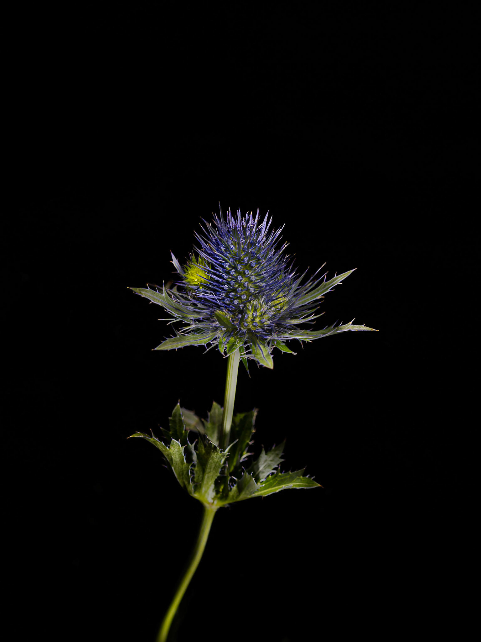 A still life portrait of an eryngium against a black background.