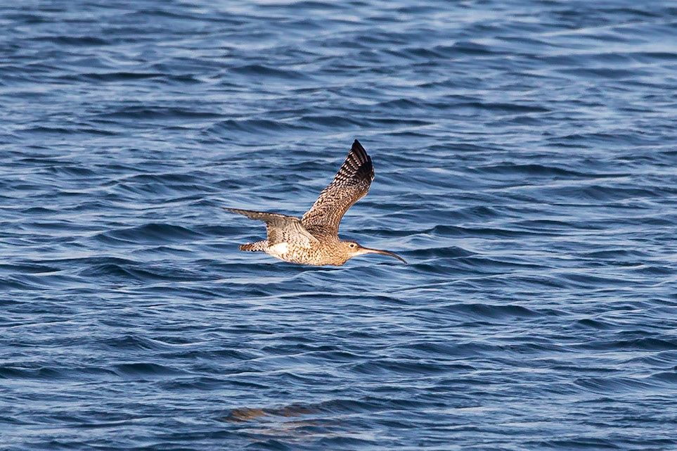 A Curlew flies over Porth Cwyfan in the early morning.