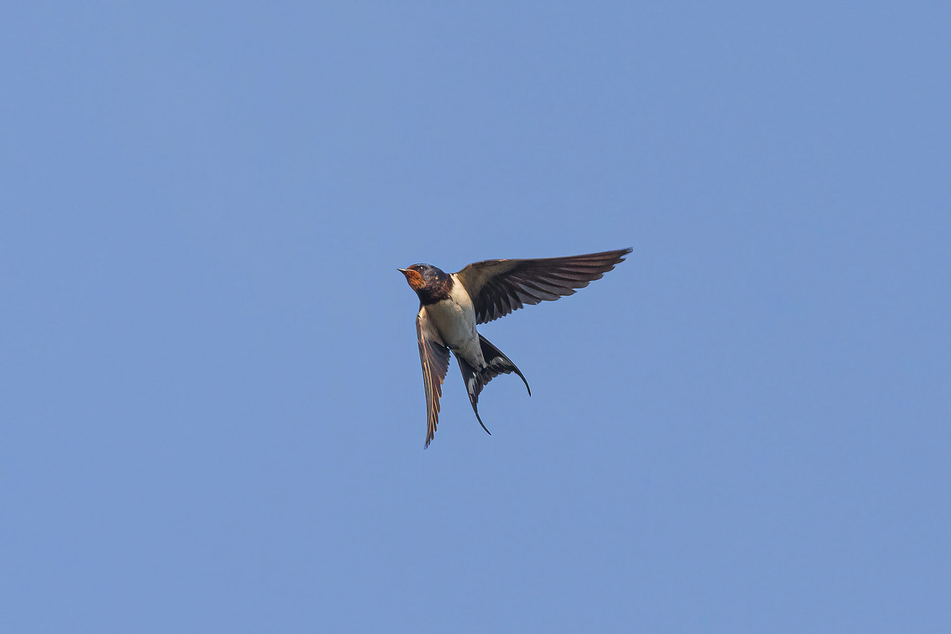 Swallow flying over the Manchester Ship Canal, Flixton, Manchester.