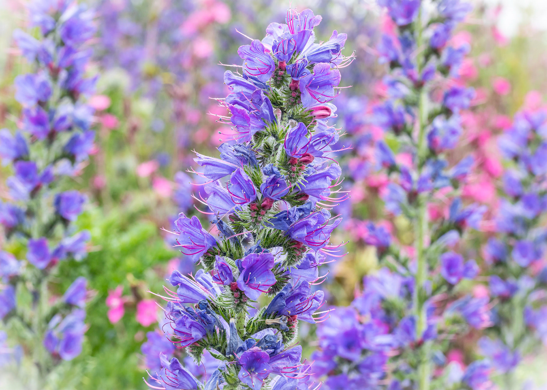 Hyssop growing wild in Anglesey, Wales.