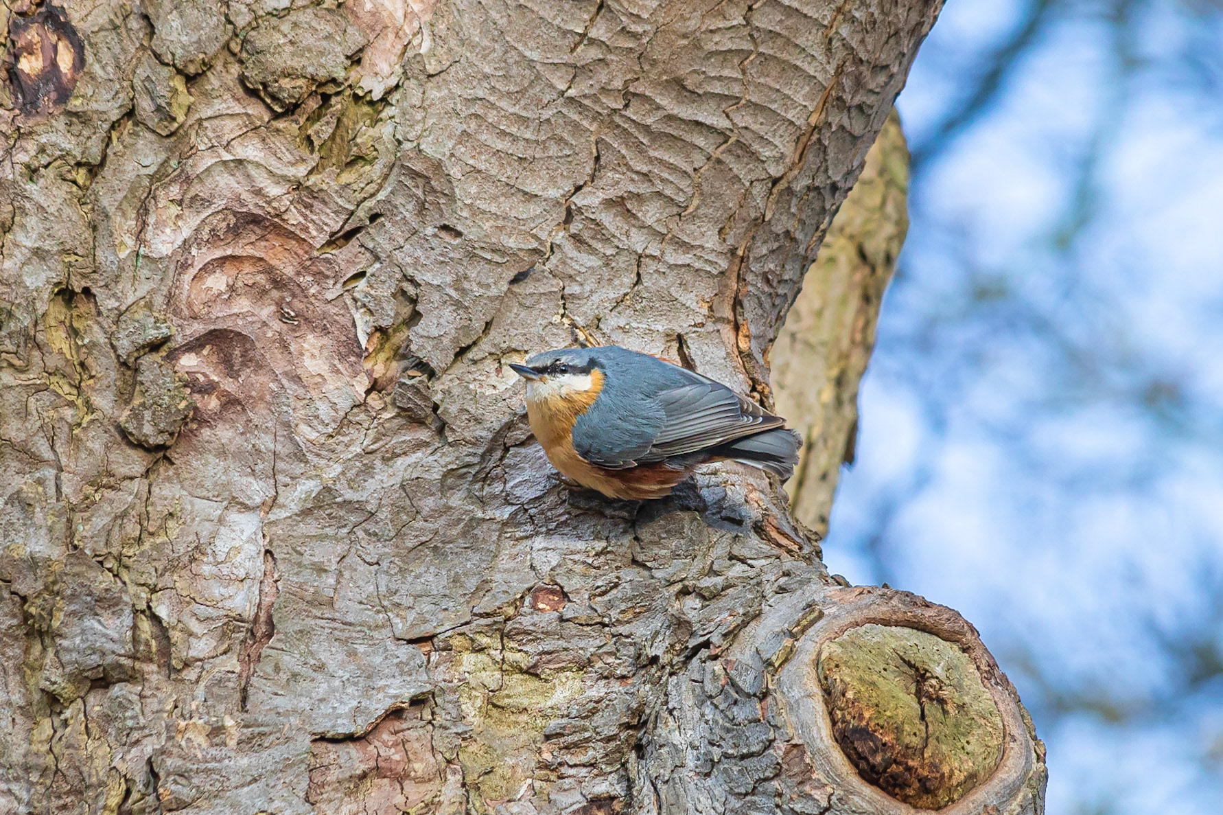 A Nuthatch searching for insects on a tree.
