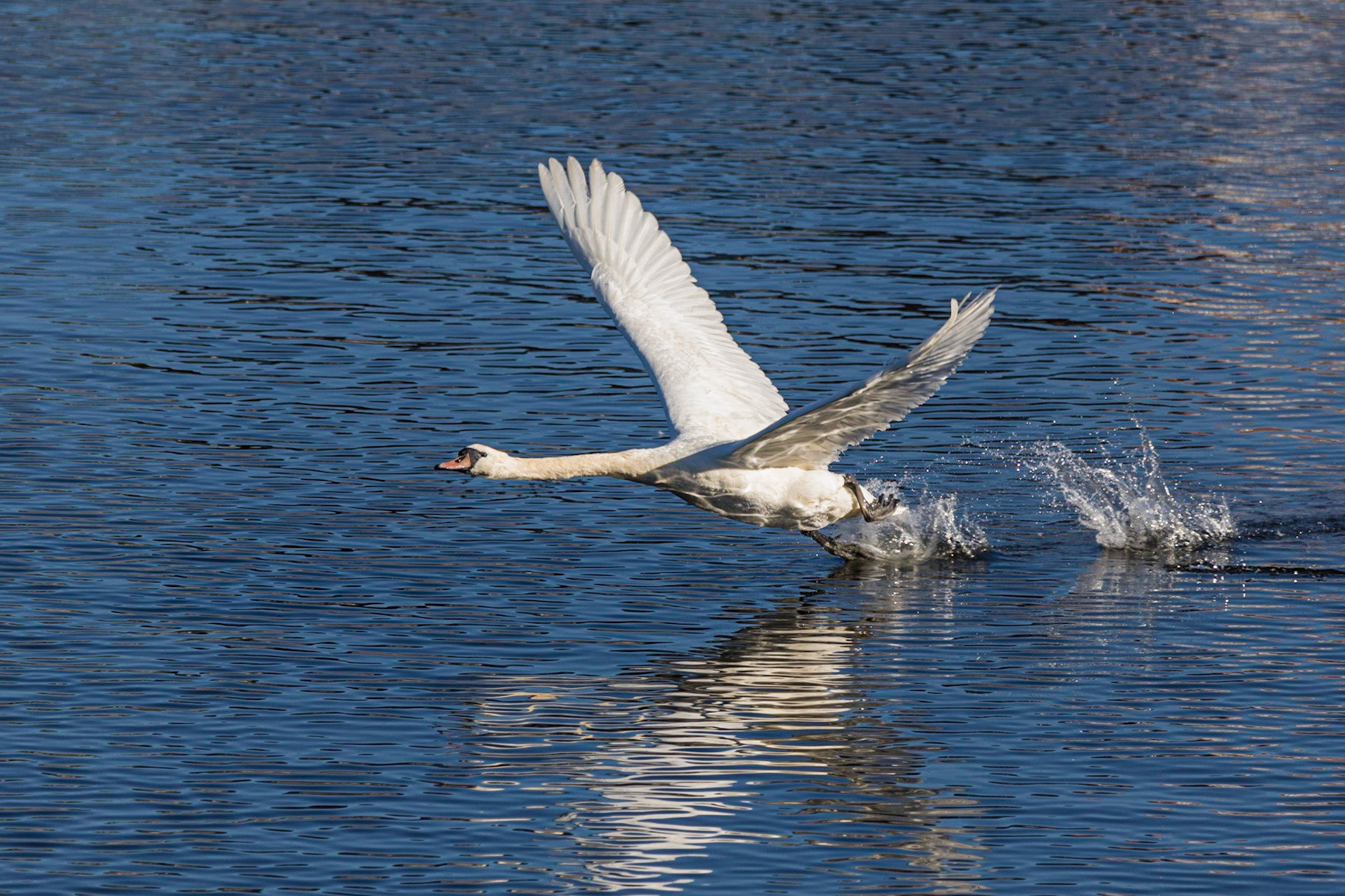 A Mute Swan takes off from the Manchester Ship Canal, Flixton, Manchester, United Kingdom.