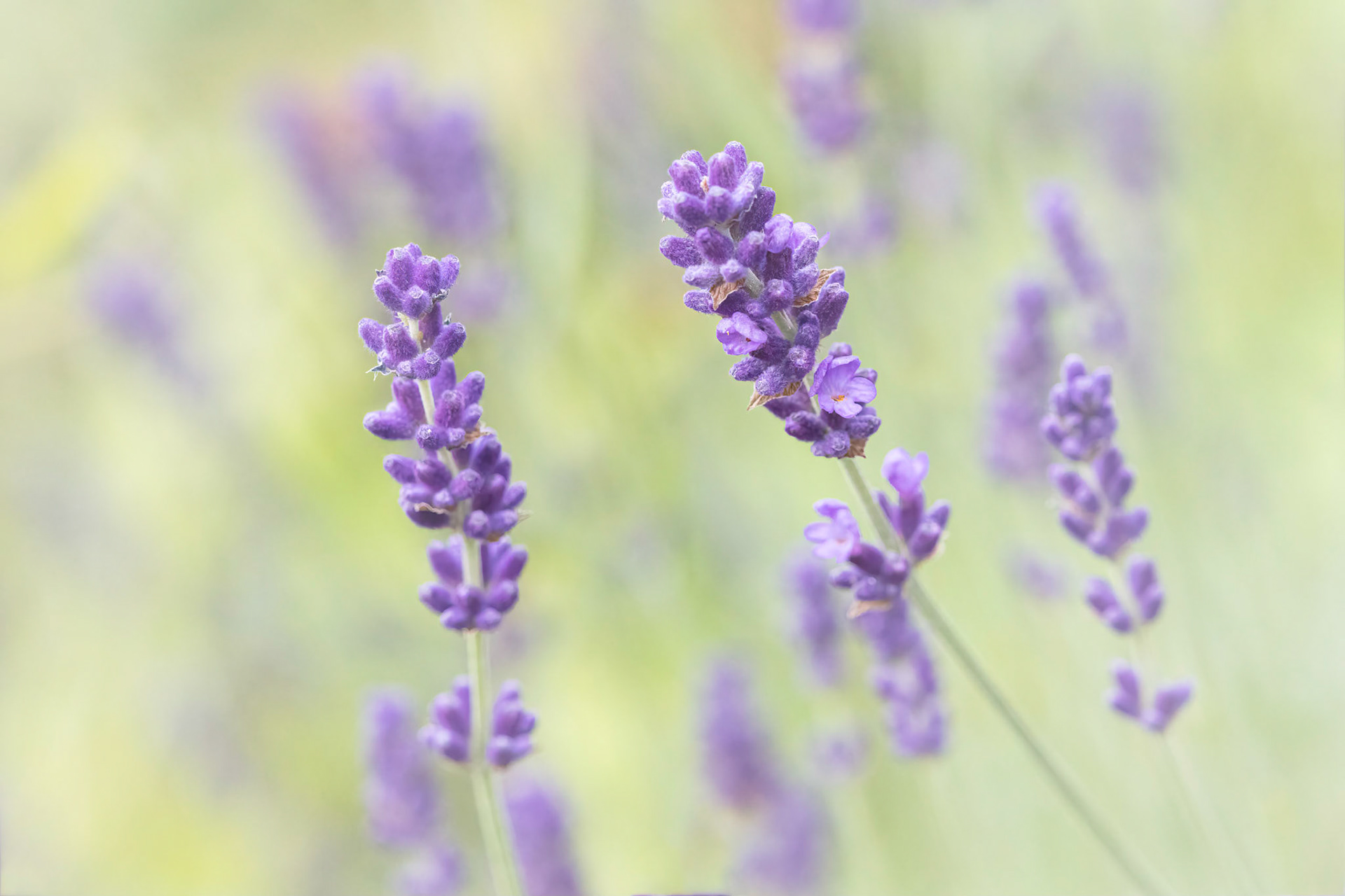Lavender 'Hidcote' growing in a garden.