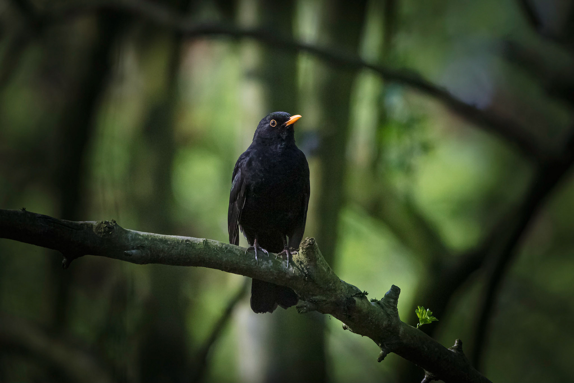 A Blackbird enjoys the morning sun in a wooded glade.