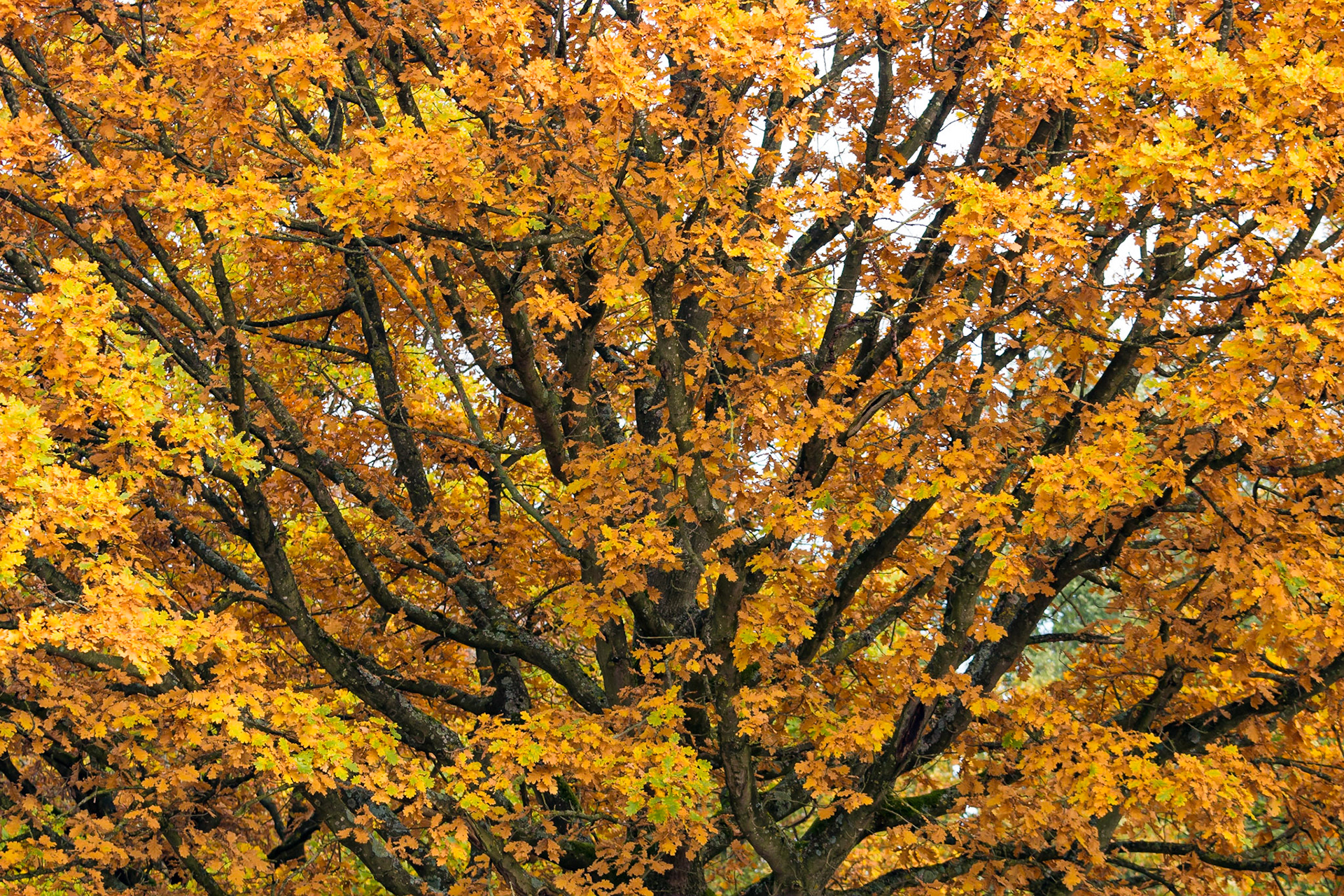 The rich golden foliage of a tree in autumn spread like a fan.