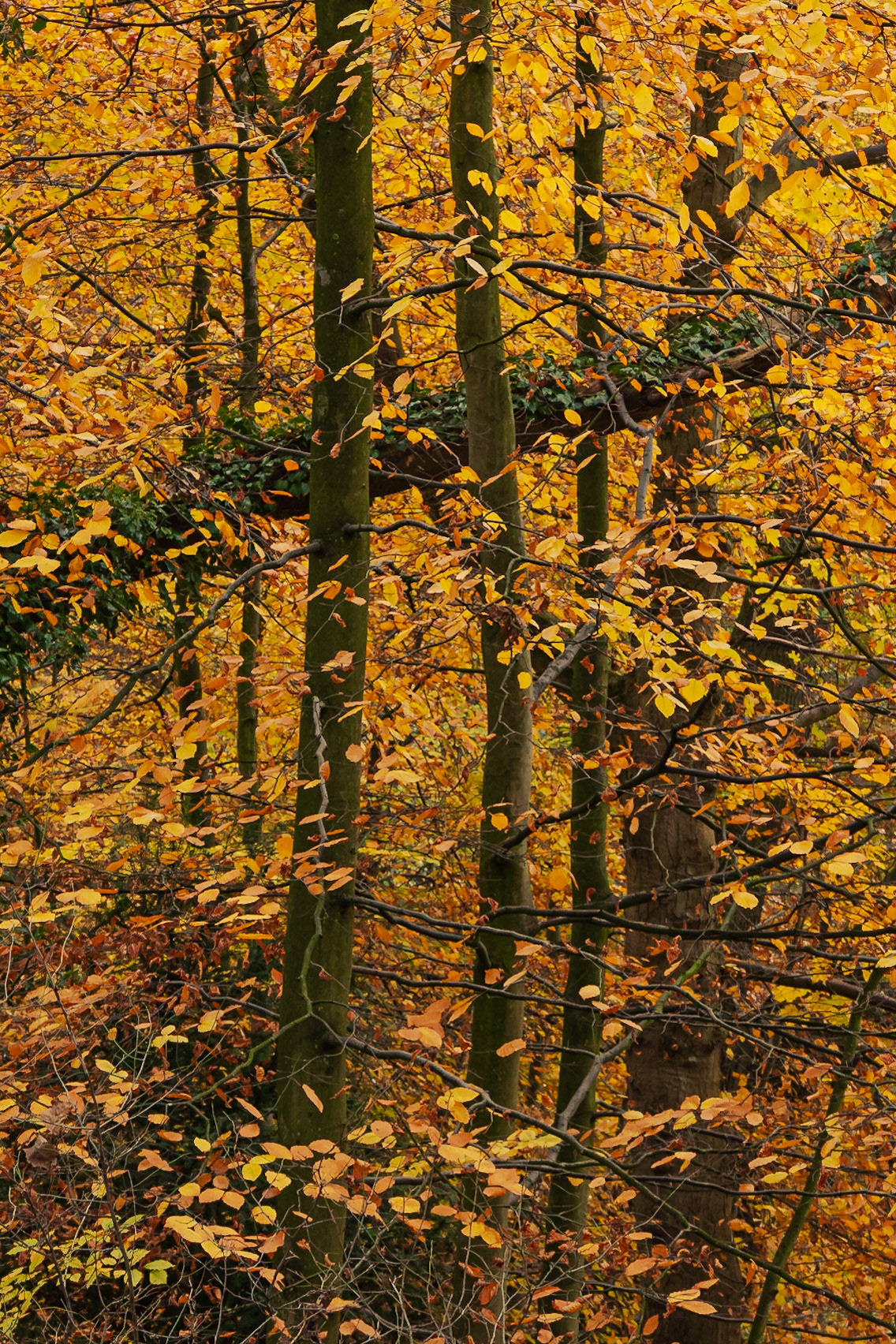 Golden foliage of the autumn trees around Lymm Dam, Cheshire, England, United Kingdom.