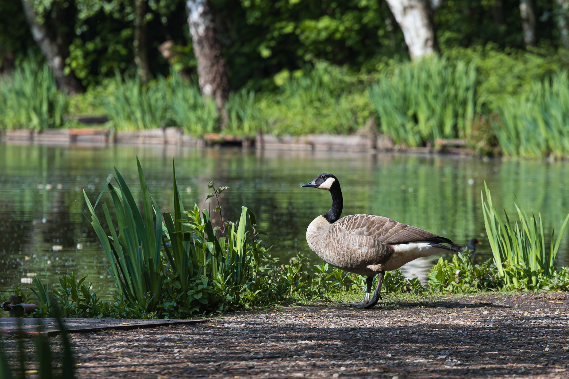 A Canada Goose standing by Dutton's Pond, Flixton, Manchester.