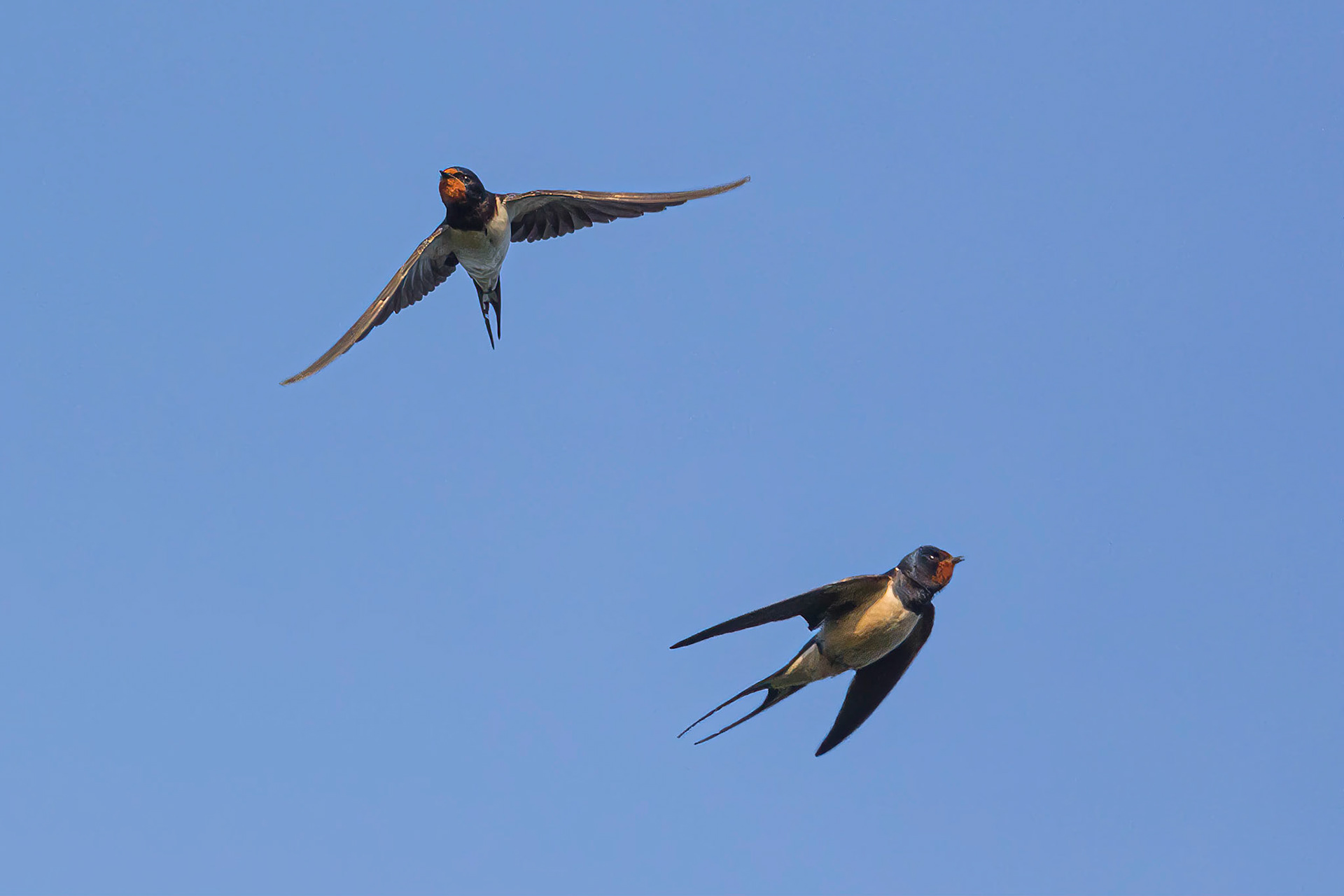Swallows in flight over the Manchester Ship Canal, Flixton, Manchester.