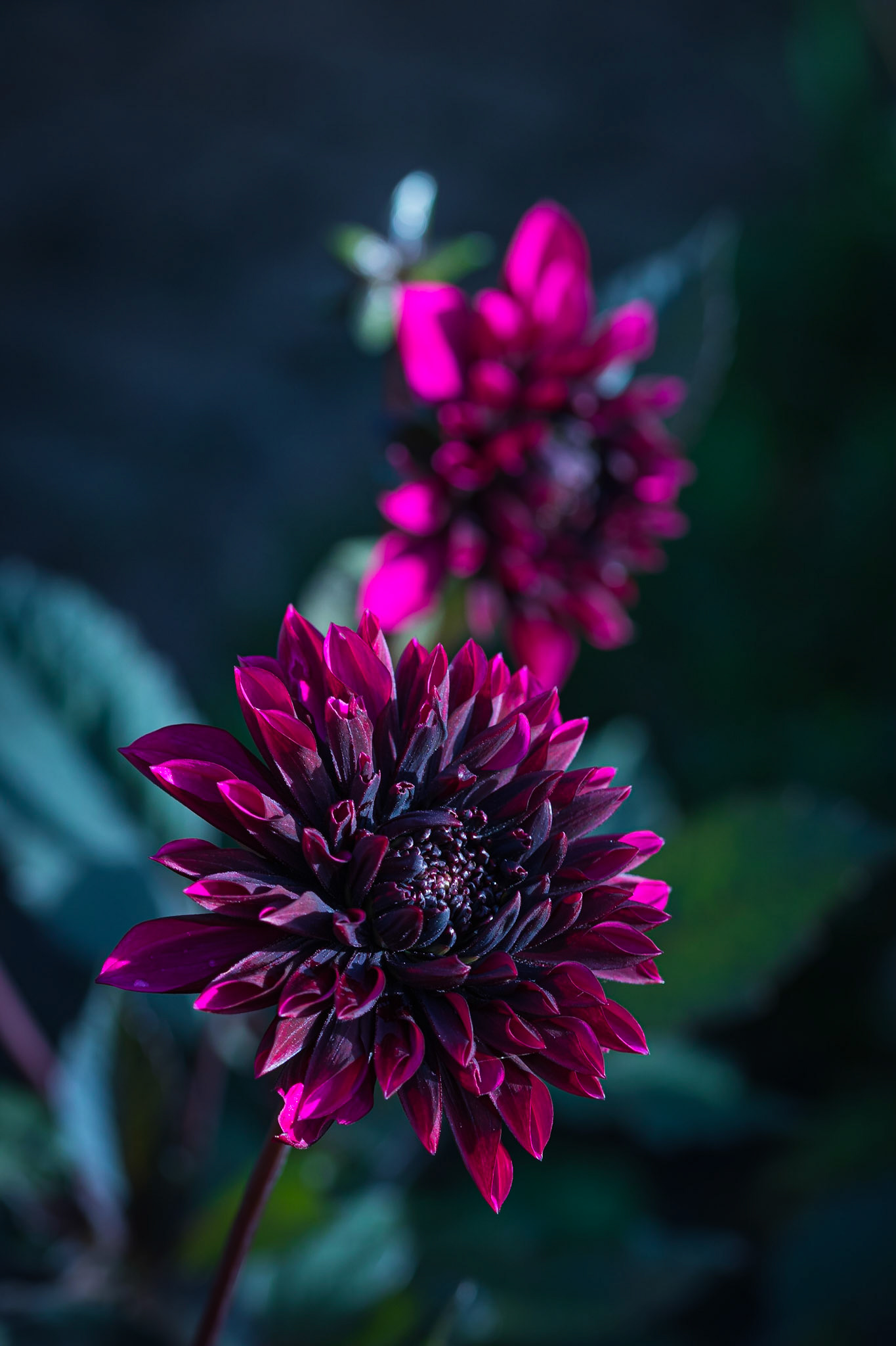 Dahlias in the early morning sun