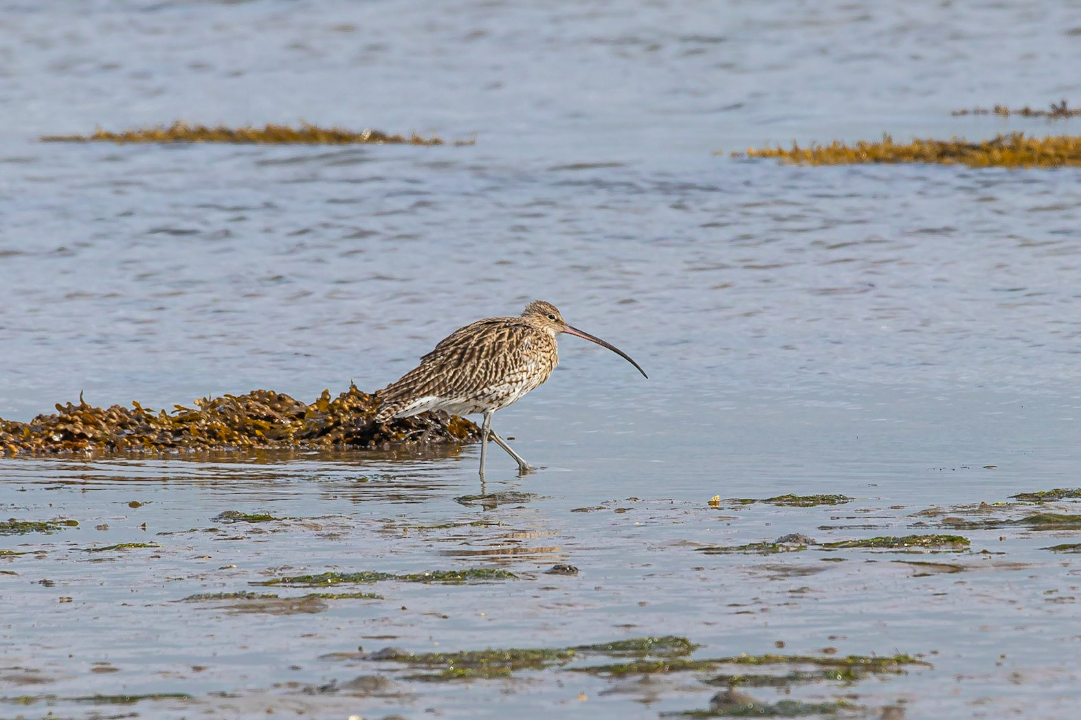 A Curlew sesarches for food at low tide at Penrhos Coastal Park, Anglesey, Wales.