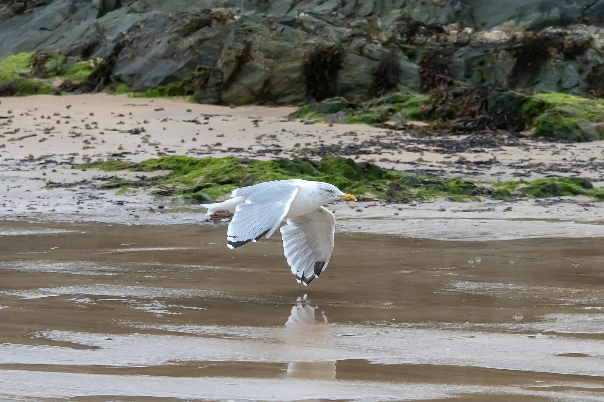 A low flying Herring Gull sweeps above the beach at Porth Dafarch, Anglesey.