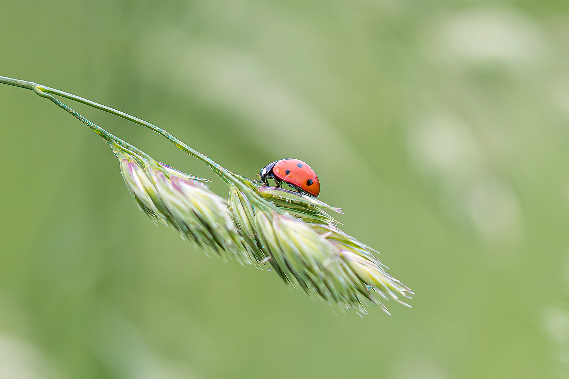 A Ladybird forages for insects on a stem of grass.