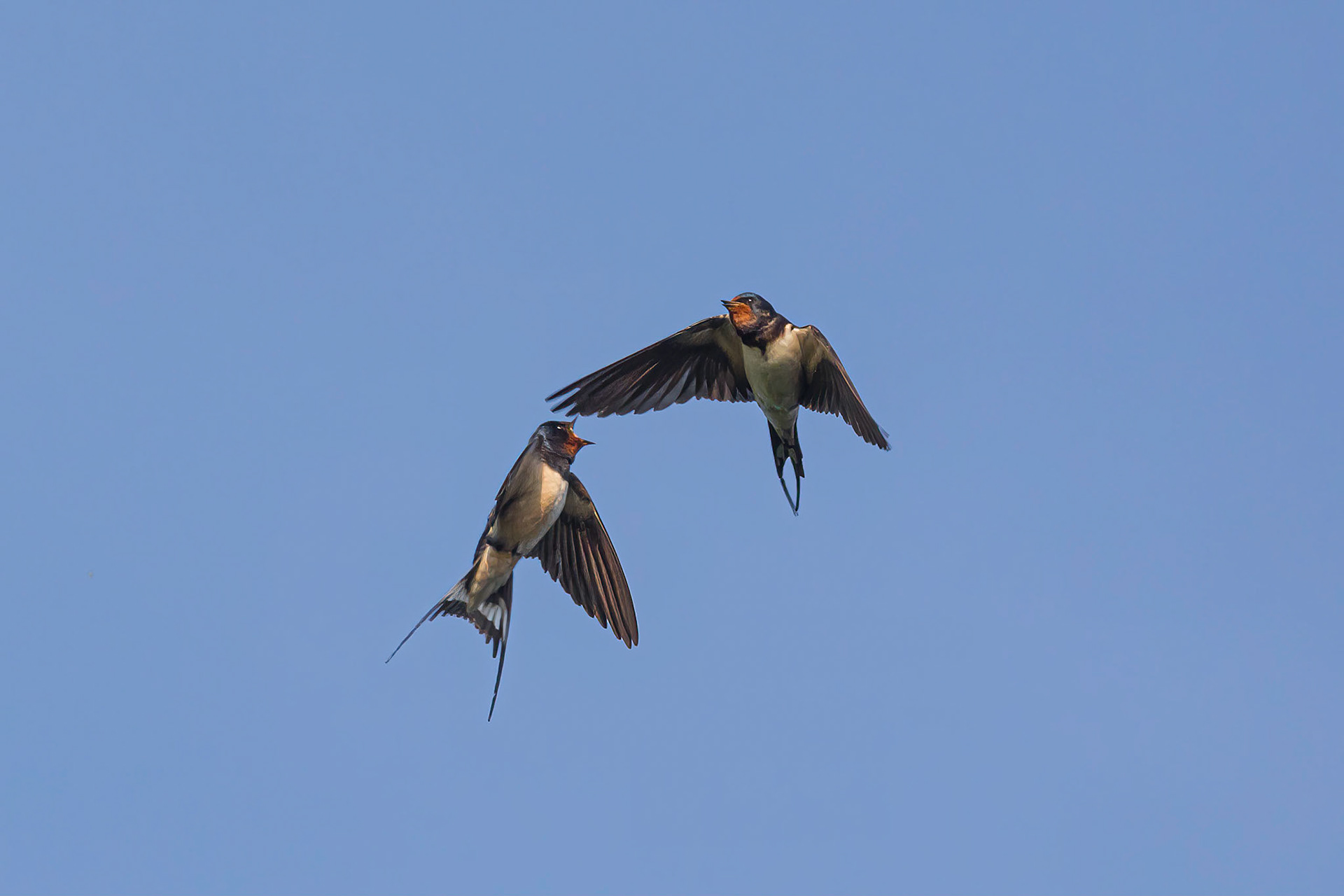 Swallows bickering in flight over the Manchester Ship Canal, Flixton, Manchester.
