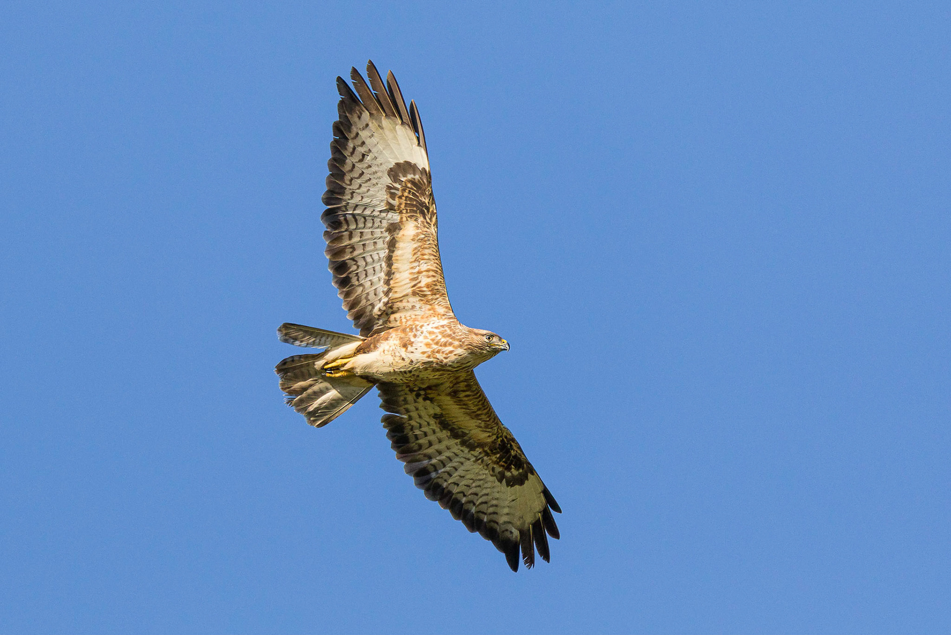 Buzzard soars through the morning sky looking for prey.
