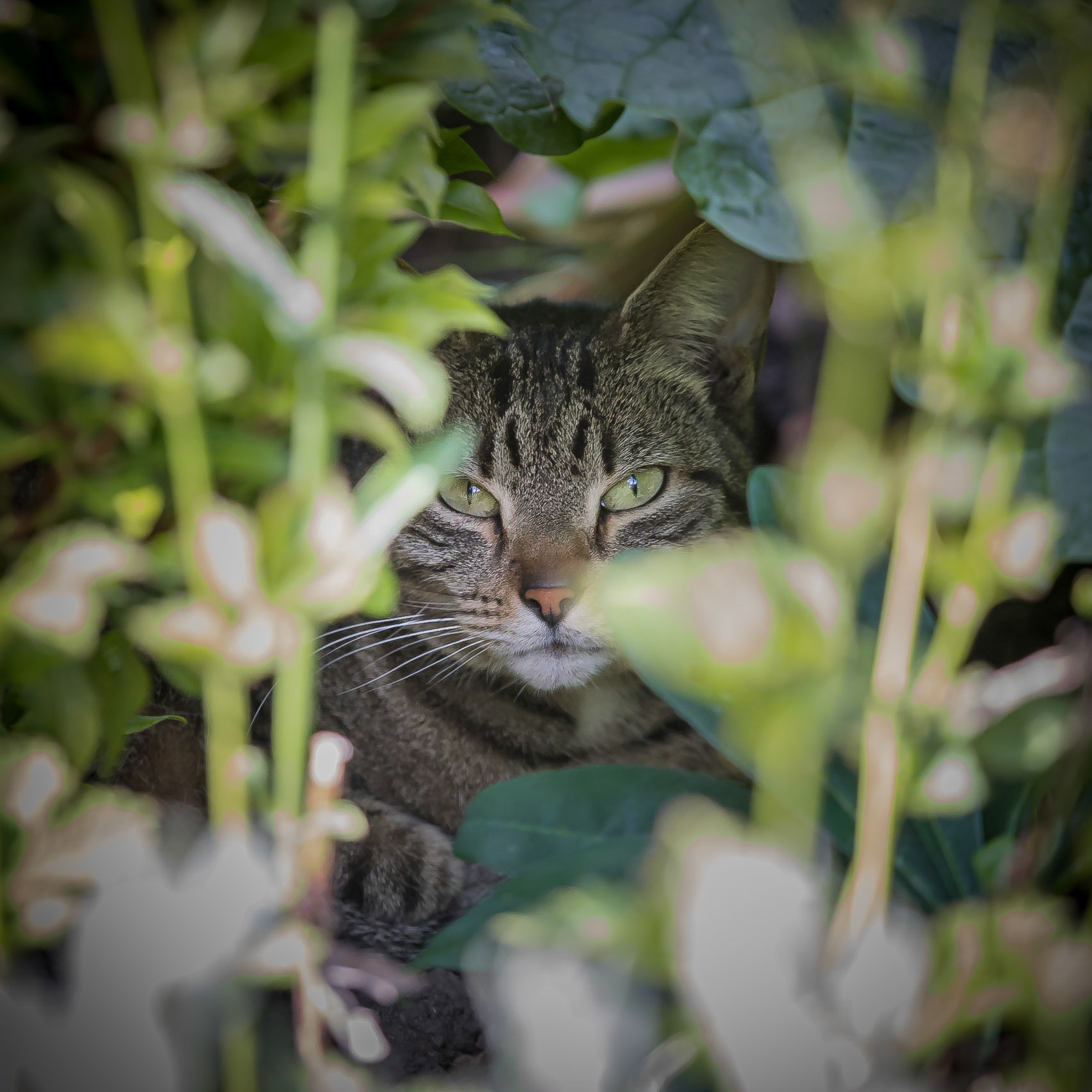 Cat seeking shelter from the heat of the sun in the garden.
