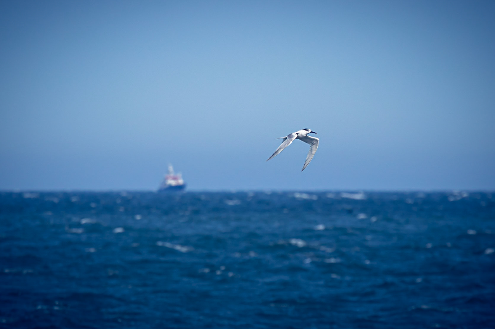 A Sandwich Tern flying over the sea with a ship on the horizon in the background. Penmon Point, Anglesey, Wales.