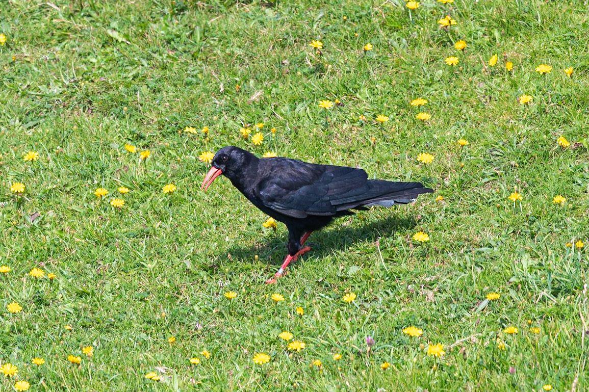 Chough at Porth Dafarch