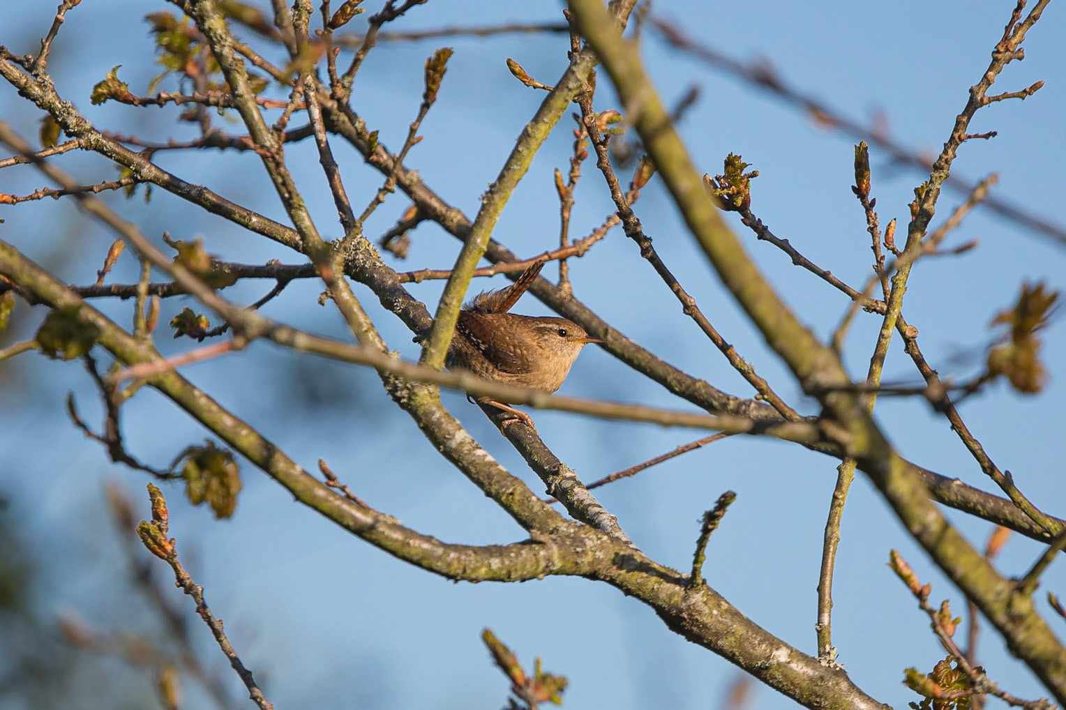 A Wren perches in a tree in the early morning.