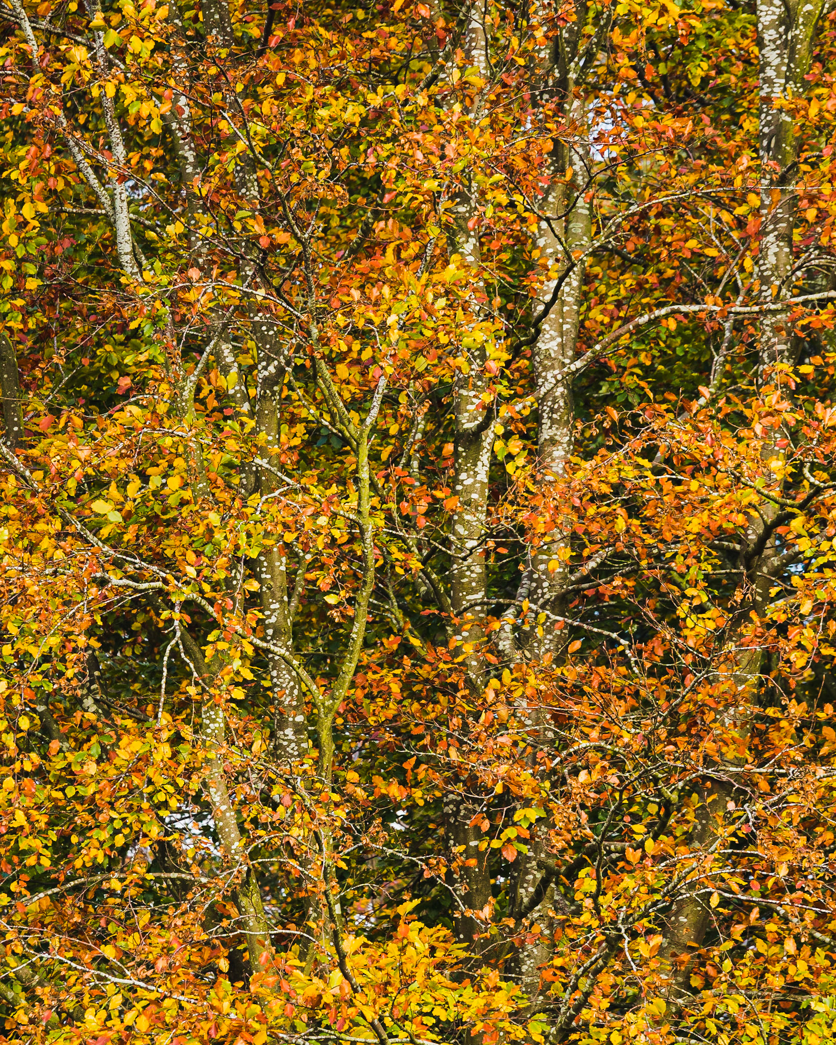 The majestic autumnal colours of the foliage on the trees at Dunham Massey, Cheshire, England.