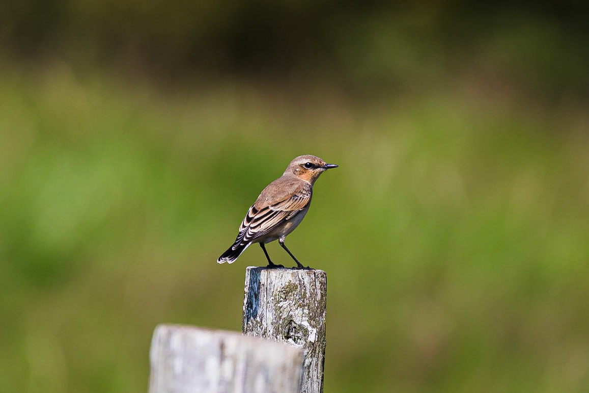 A Wheatear (Greenland race) stands on a fence near Porth Dafarch, Holy Island, Anglesey, Wales, United Kingdom.