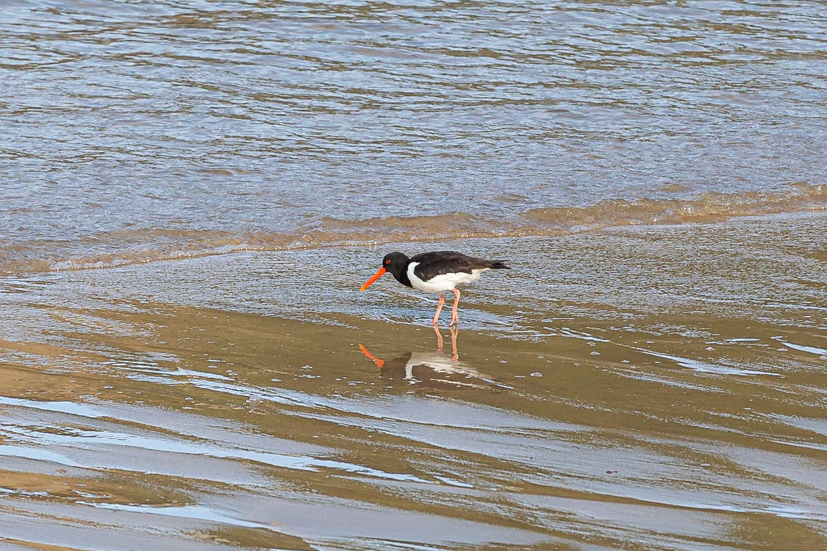 An Oystercatcher searches for food at Porth Dafarch beach.