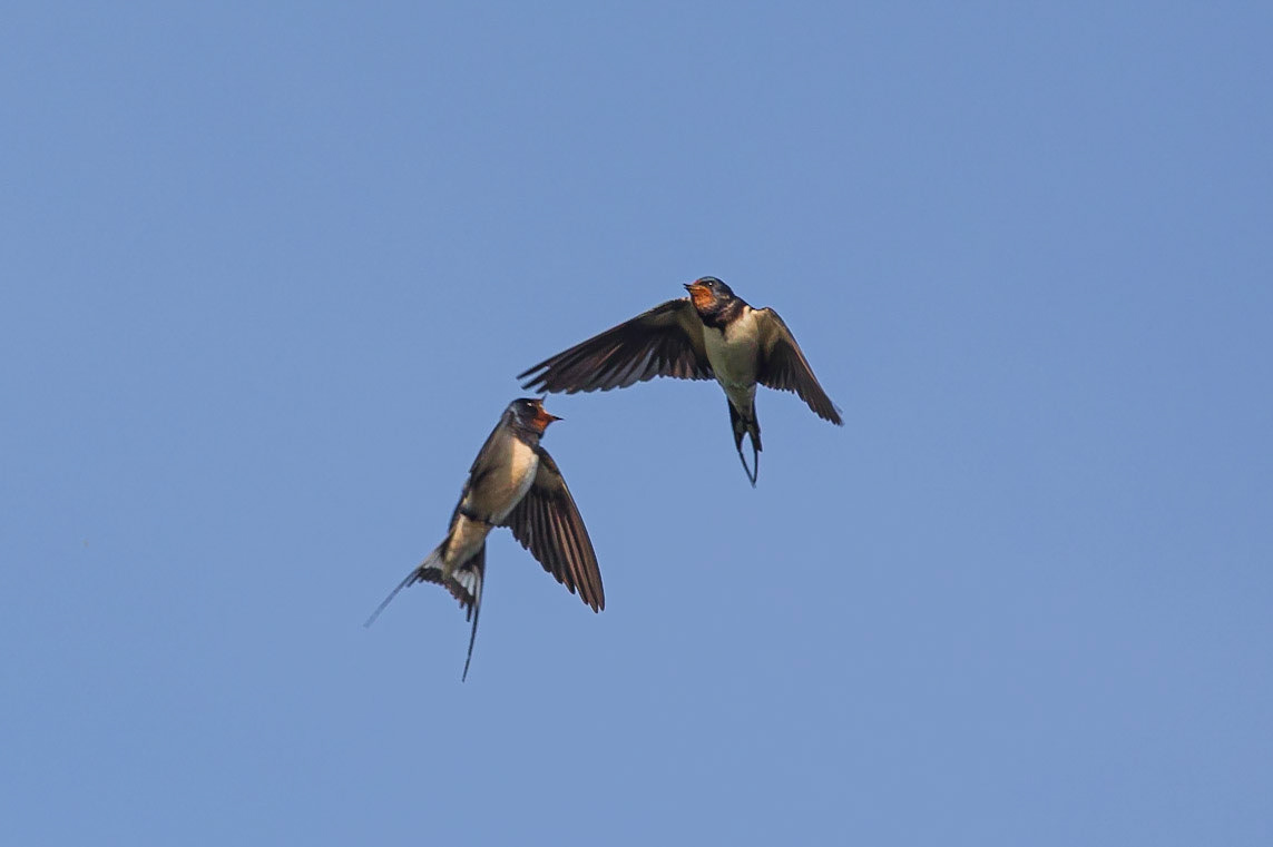 Swallows bickering in flight over the Manchester Ship Canal, Flixton, Manchester.